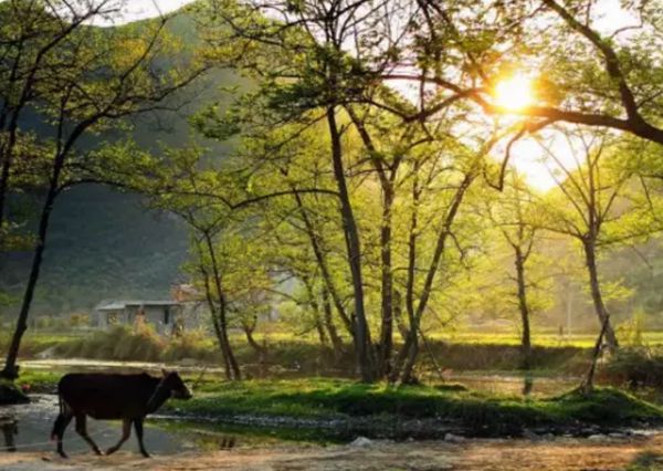 鋼結構裝配式建筑 建設品質鄉村美住宅(圖1)